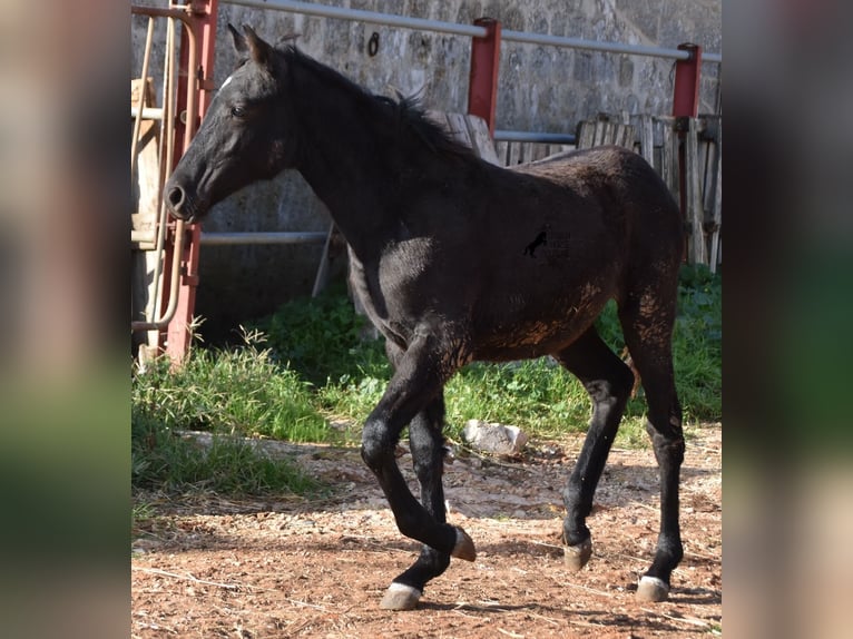 Menorcaanse Merrie veulen (05/2024) 157 cm Zwart in Menorca