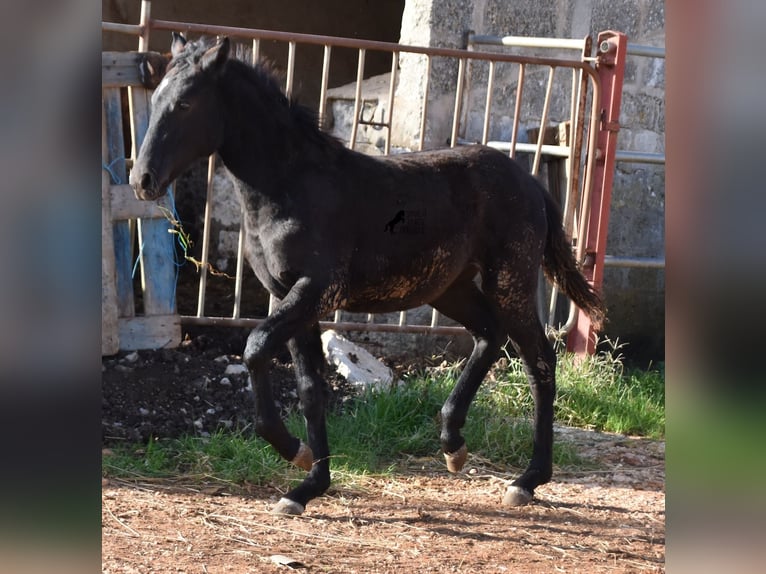 Menorcaanse Merrie veulen (05/2024) 157 cm Zwart in Menorca