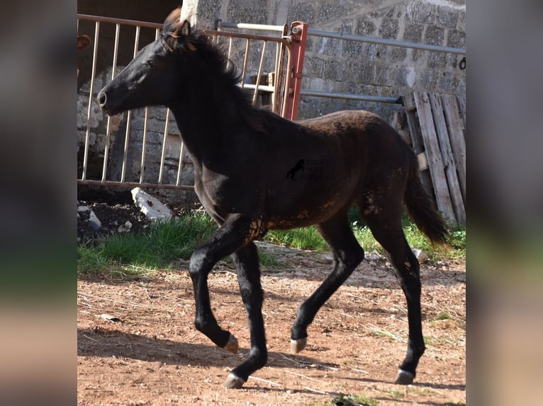 Menorcaanse Merrie veulen (06/2024) 157 cm Zwart in Menorca