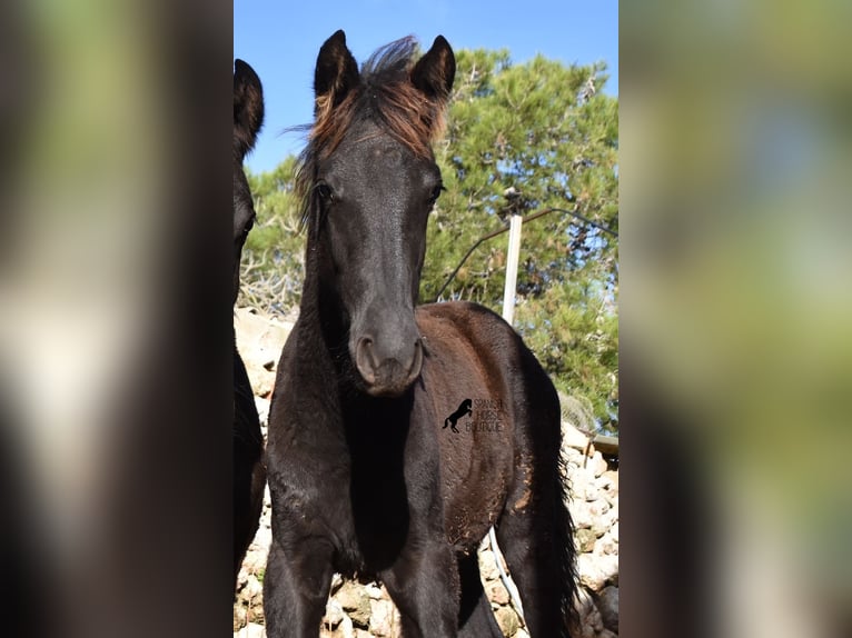 Menorcaanse Merrie veulen (06/2024) 157 cm Zwart in Menorca