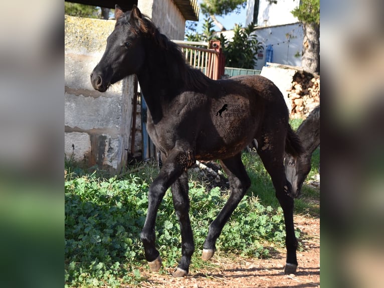 Menorcaanse Merrie veulen (06/2024) 157 cm Zwart in Menorca