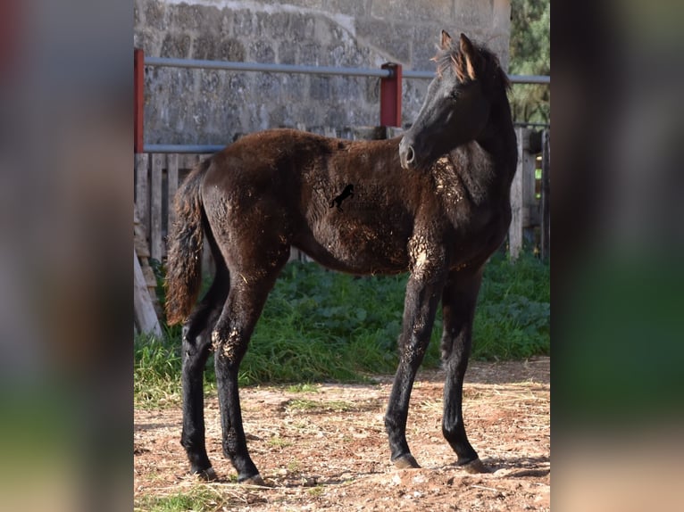 Menorcaanse Merrie veulen (06/2024) 157 cm Zwart in Menorca