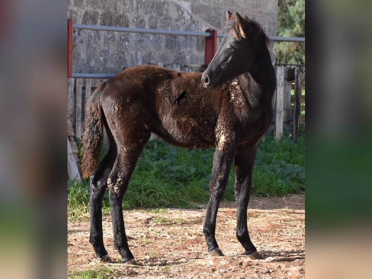 Menorcaanse Merrie veulen (06/2024) 157 cm Zwart in Menorca