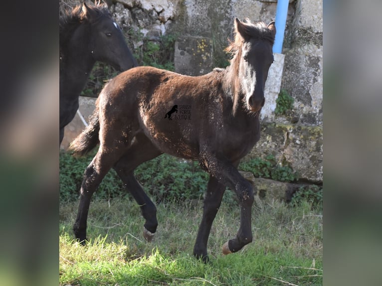 Menorcaanse Merrie veulen (06/2024) 157 cm Zwart in Menorca