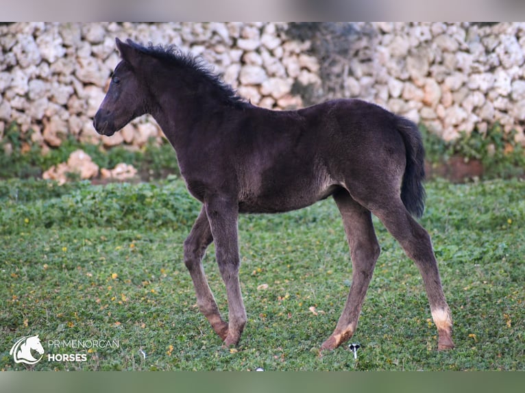 Menorcaanse Mix Merrie  158 cm Zwart in Menorca