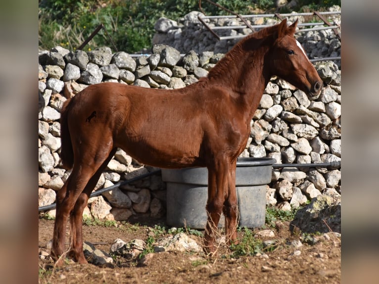 Menorcaanse Merrie veulen (04/2024) 160 cm Vos in Menorca