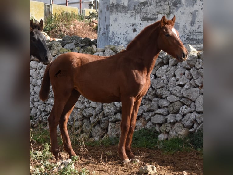 Menorcaanse Merrie veulen (04/2024) 160 cm Vos in Menorca