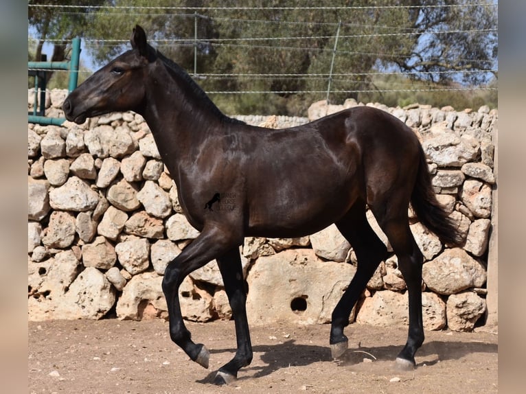 Menorcaanse Merrie veulen (01/2024) 160 cm Zwart in Menorca