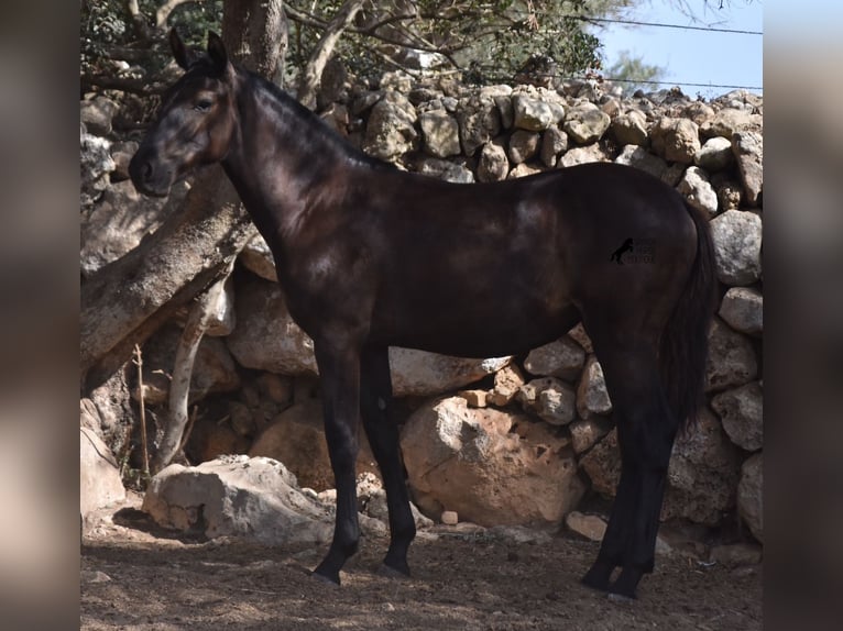 Menorcaanse Merrie veulen (01/2024) 160 cm Zwart in Menorca