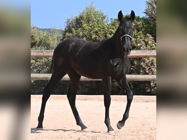 Menorcaanse Merrie Veulen (02/2026) 160 cm Zwart in Menorca