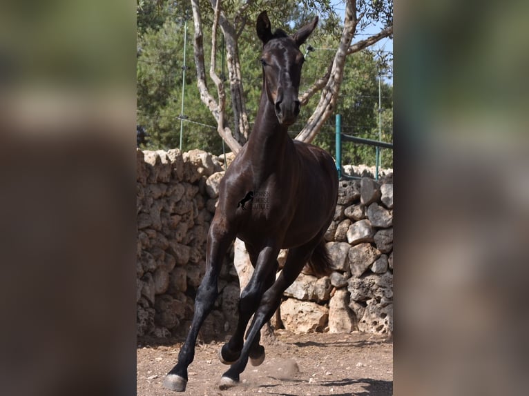 Menorcaanse Merrie veulen (01/2024) 160 cm Zwart in Menorca