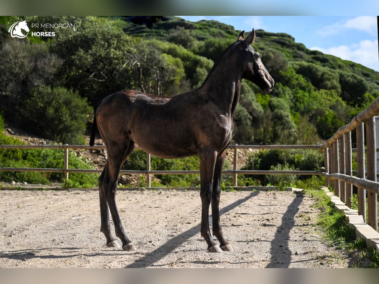 Menorcaanse Merrie veulen (03/2024) 162 cm Zwart in Menorca