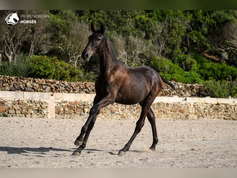 Menorcaanse Merrie veulen (03/2024) 162 cm Zwart in Menorca