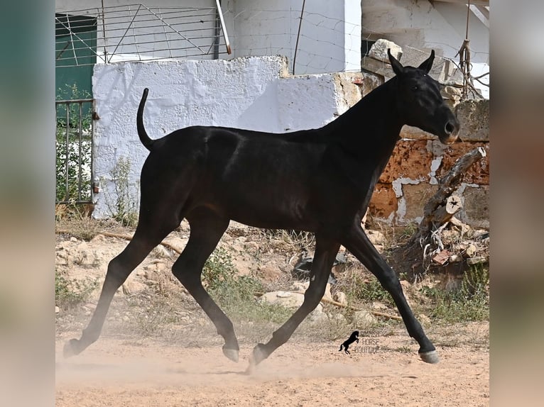 Menorcaanse Merrie Veulen (02/2025) 162 cm Zwart in Menorca