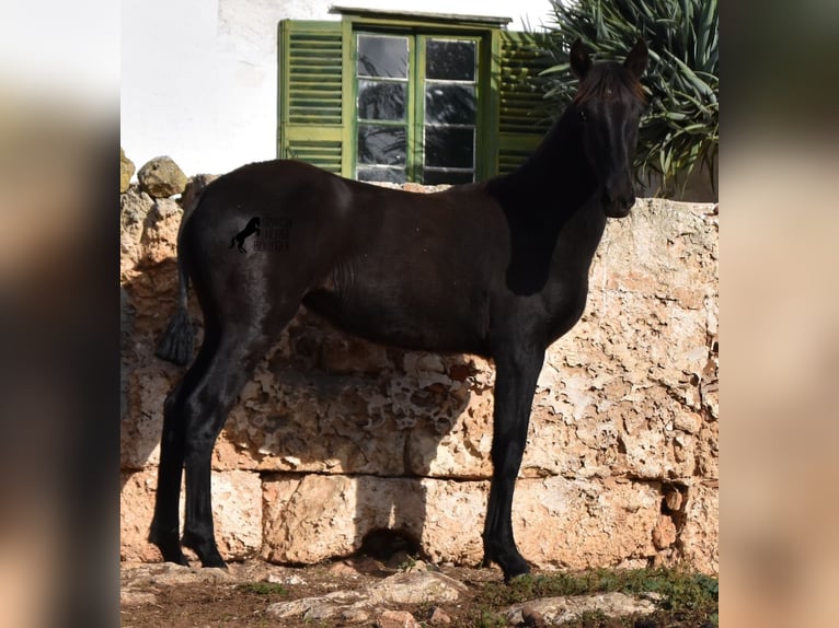 Menorcaanse Merrie veulen (02/2024) 162 cm Zwart in Menorca