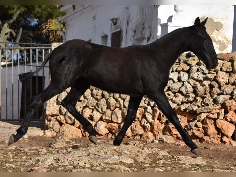 Menorcaanse Merrie veulen (02/2024) 162 cm Zwart in Menorca