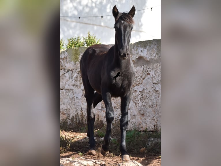 Menorcaanse Merrie veulen (02/2024) 162 cm Zwart in Menorca