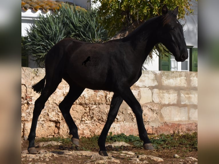 Menorcaanse Merrie veulen (02/2024) 162 cm Zwart in Menorca