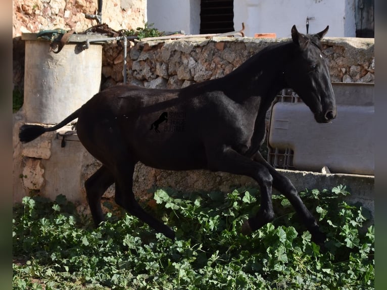 Menorcaanse Merrie veulen (02/2024) 162 cm Zwart in Menorca