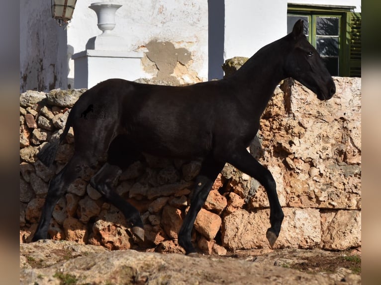 Menorcaanse Merrie veulen (02/2024) 162 cm Zwart in Menorca