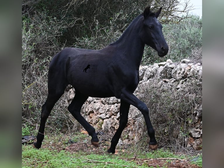 Menorcaanse Merrie Veulen (02/2025) 163 cm Zwart in Menorca