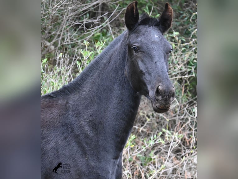 Menorcaanse Merrie Veulen (02/2025) 163 cm Zwart in Menorca