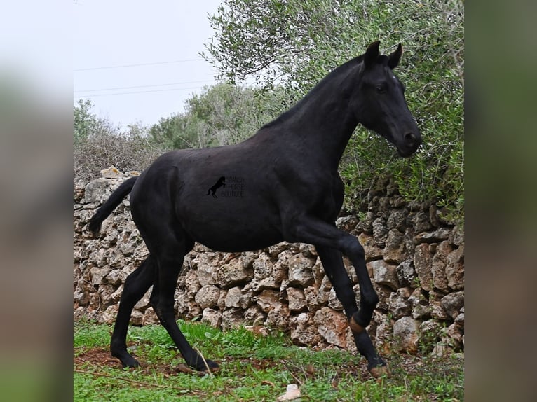 Menorcaanse Merrie Veulen (02/2025) 163 cm Zwart in Menorca