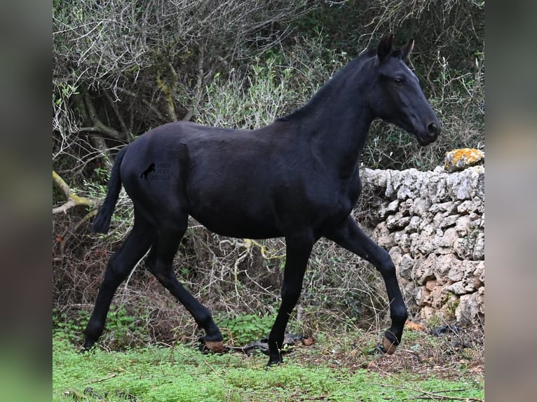 Menorcaanse Merrie Veulen (02/2025) 163 cm Zwart in Menorca