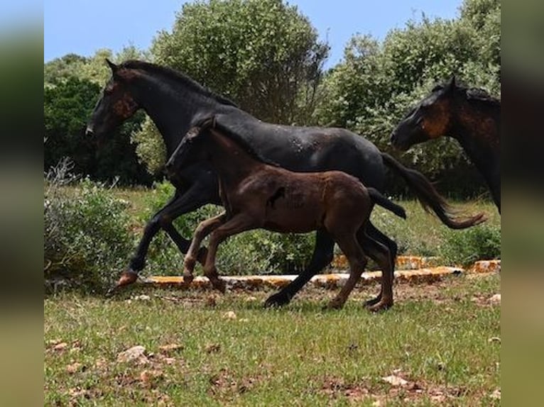 Menorcaanse Merrie Veulen (02/2025) 163 cm Zwart in Menorca