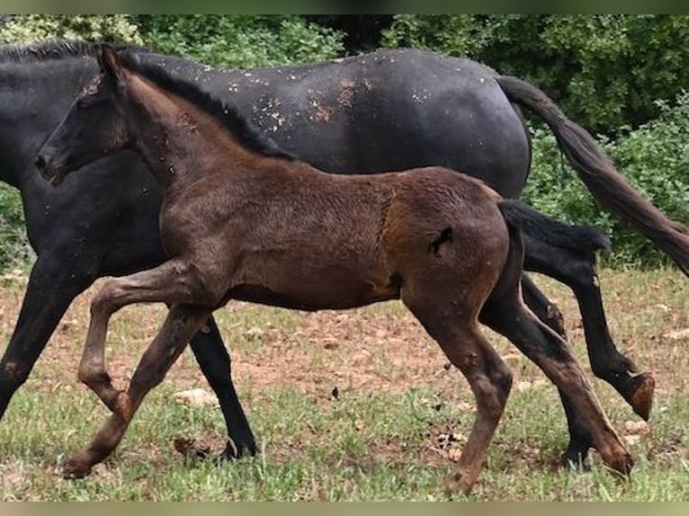 Menorcaanse Merrie Veulen (02/2025) 163 cm Zwart in Menorca