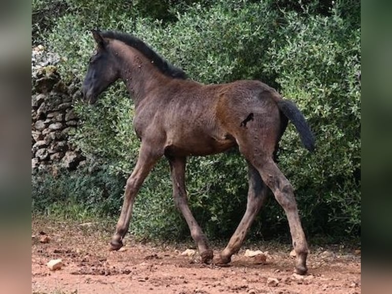 Menorcaanse Merrie Veulen (02/2025) 163 cm Zwart in Menorca