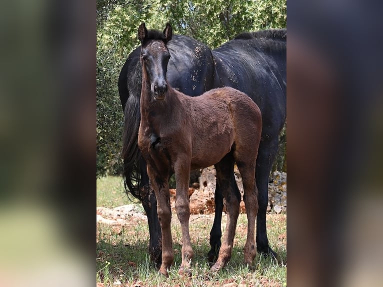 Menorcaanse Merrie Veulen (02/2025) 163 cm Zwart in Menorca