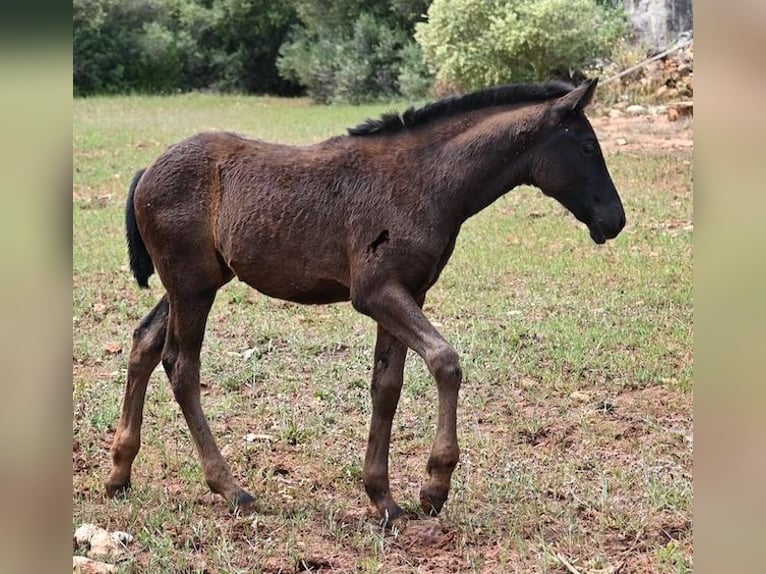 Menorcaanse Merrie Veulen (02/2025) 163 cm Zwart in Menorca