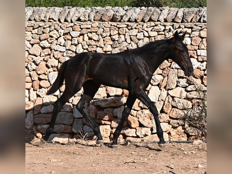 Menorcaanse Merrie Veulen (04/2026) 165 cm Zwart in Menorca