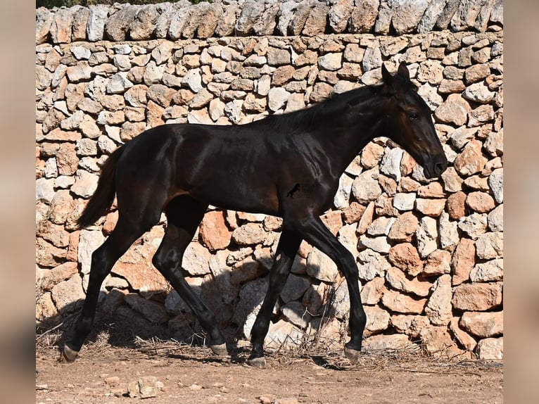 Menorcaanse Merrie Veulen (04/2026) 165 cm Zwart in Menorca