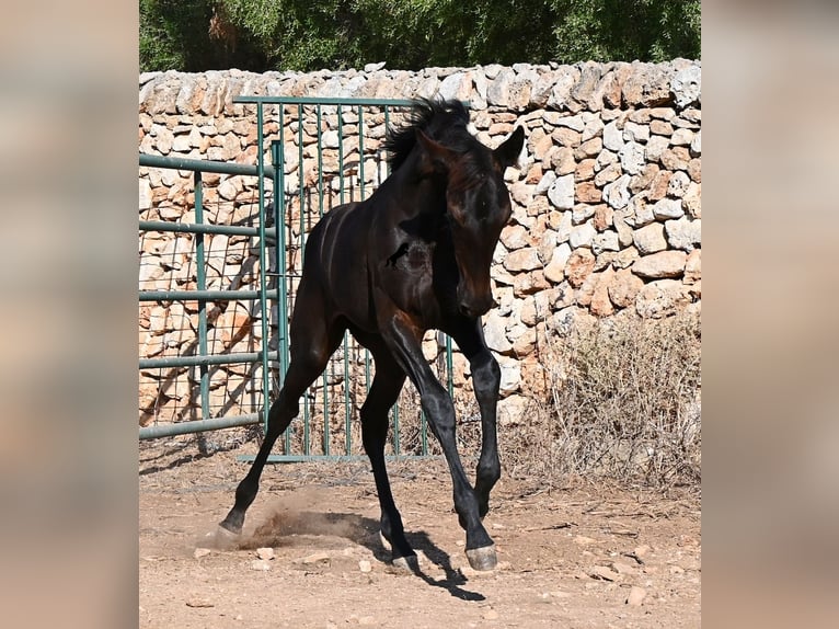Menorcaanse Merrie Veulen (04/2026) 165 cm Zwart in Menorca