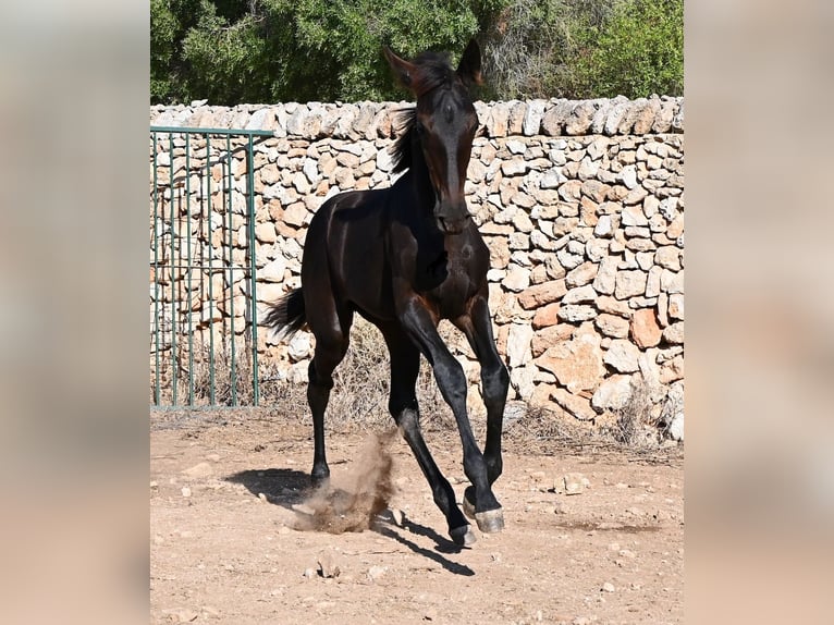 Menorcaanse Merrie Veulen (04/2026) 165 cm Zwart in Menorca