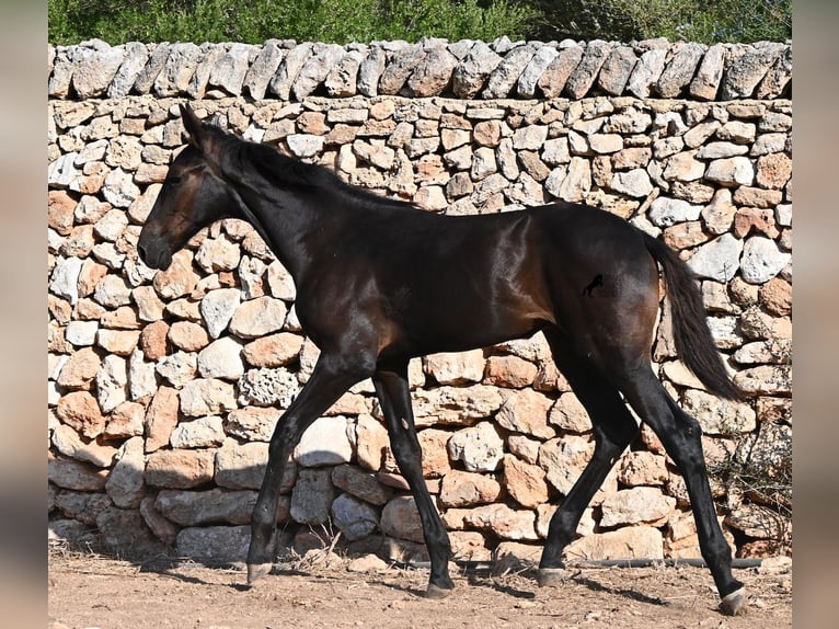 Menorcaanse Merrie Veulen (04/2026) 165 cm Zwart in Menorca