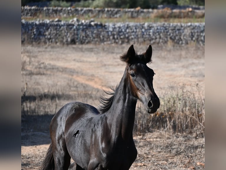 Menorcaanse Merrie Veulen (04/2026) 165 cm Zwart in Menorca