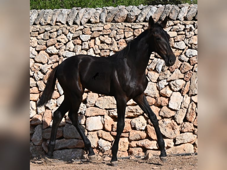 Menorcaanse Merrie Veulen (04/2026) 165 cm Zwart in Menorca