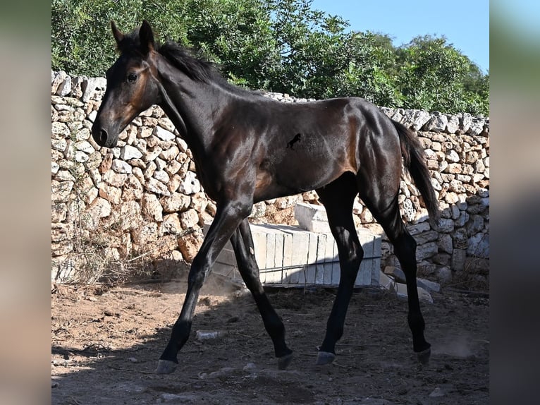 Menorcaanse Merrie Veulen (04/2026) 165 cm Zwart in Menorca