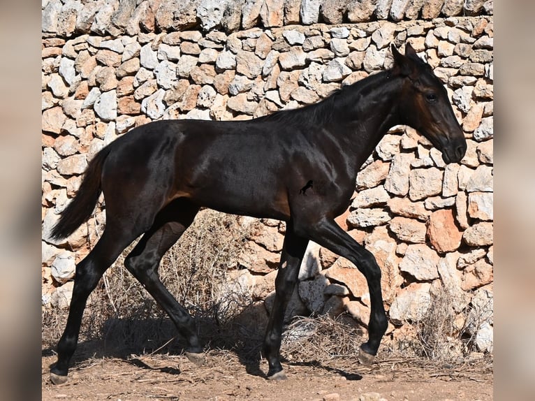 Menorcaanse Merrie Veulen (04/2026) 165 cm Zwart in Menorca