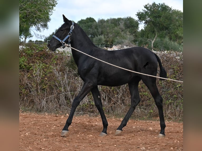 Menorcaanse Merrie Veulen (03/2025) 165 cm Zwart in Menorca