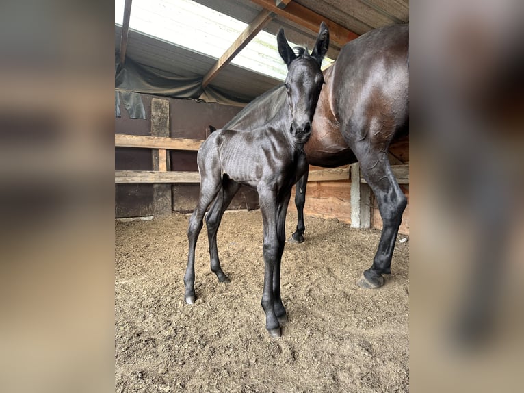 Menorcaanse Merrie Veulen (07/2025) 165 cm Zwart in Ninove