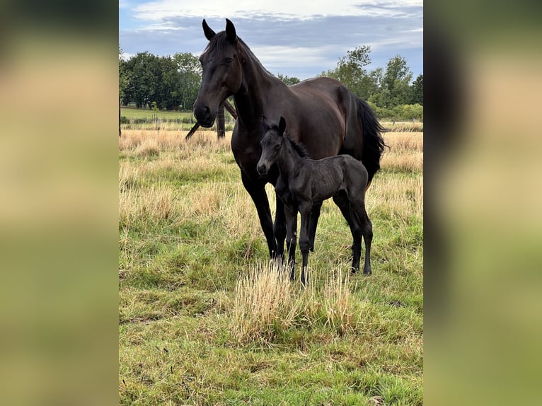 Menorcaanse Merrie Veulen (07/2025) 165 cm Zwart in Ninove