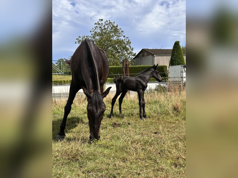 Menorcaanse Merrie Veulen (07/2025) 165 cm Zwart in Ninove