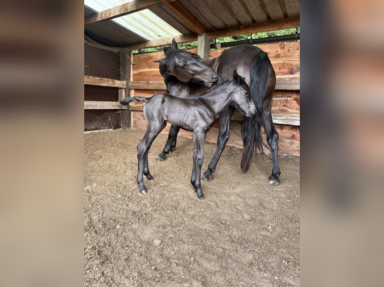 Menorcaanse Merrie Veulen (07/2025) 165 cm Zwart in Ninove