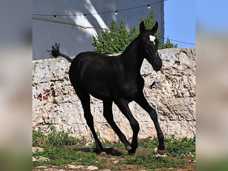 Menorcaanse Merrie Veulen (03/2025) 165 cm Zwart in Menorca