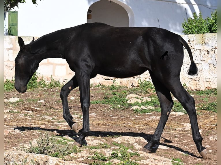 Menorcaanse Merrie Veulen (03/2025) 165 cm Zwart in Menorca