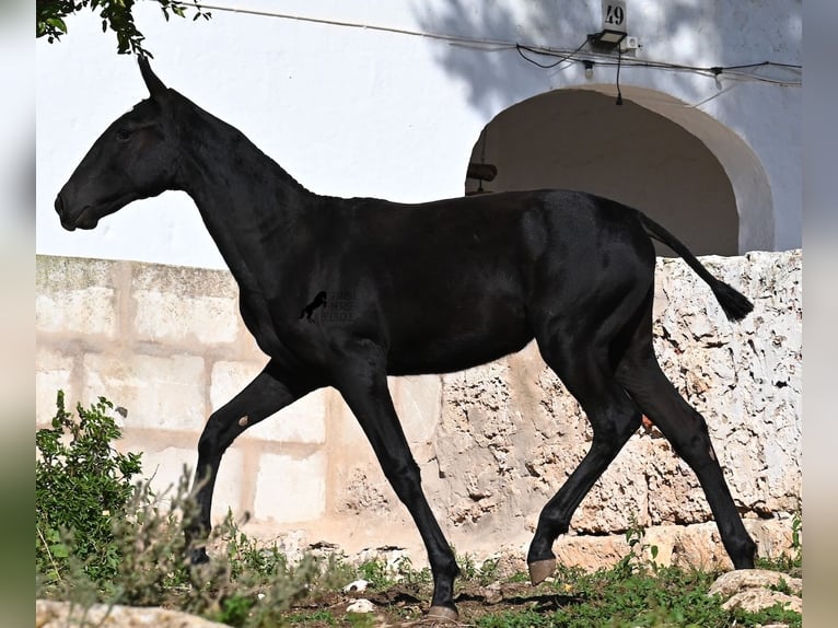 Menorcaanse Merrie Veulen (03/2025) 165 cm Zwart in Menorca